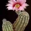 Echinocereus_sciurus